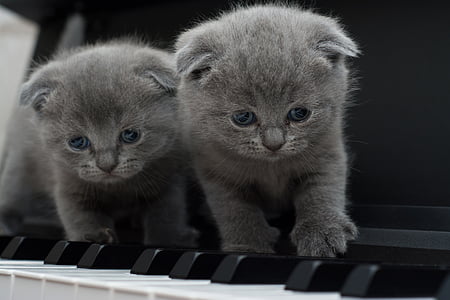 two short-coated gray kittens thumbnail