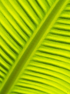 leaf, green, close-up thumbnail