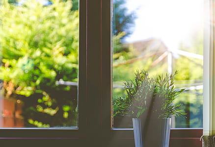 green indoor plant thumbnail