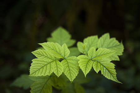 selective photo of green leafed plant thumbnail