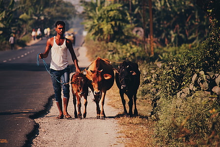 man walking alongside three cows thumbnail