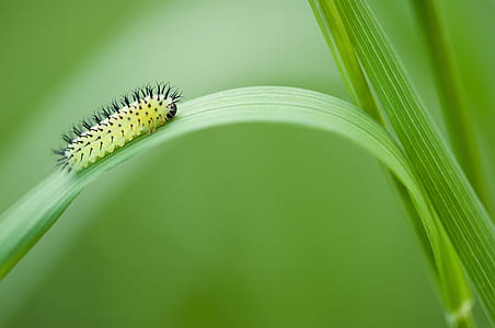 green and black moth caterpillar perched on green leaf plant in closeup photography thumbnail
