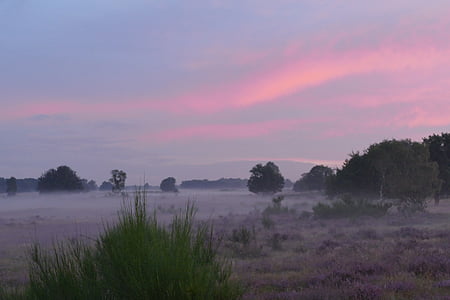 landscape photography of trees thumbnail