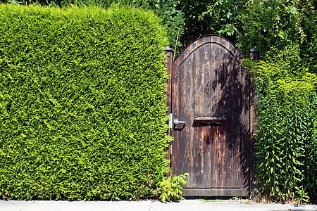 closed brown wooden door in between of grass wall thumbnail