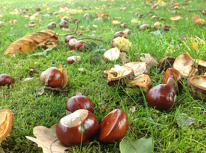 brown beans on top grass thumbnail