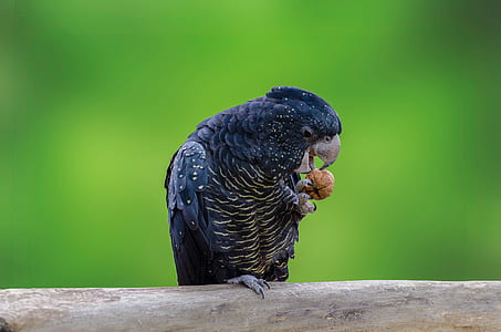 black parrot thumbnail