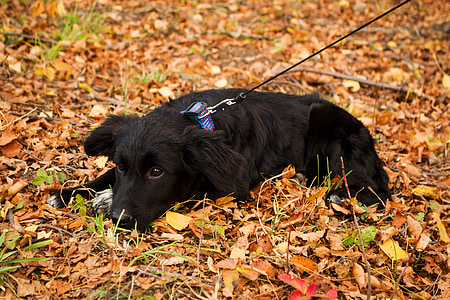 long-coated black dog on withered grass field thumbnail