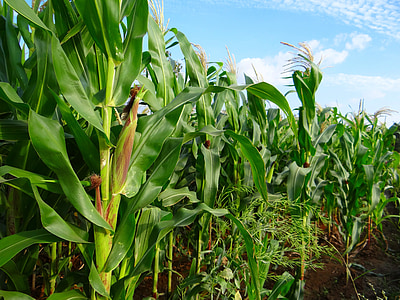 view of cornfield thumbnail