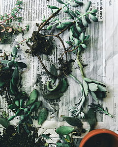 plants on newspaper thumbnail
