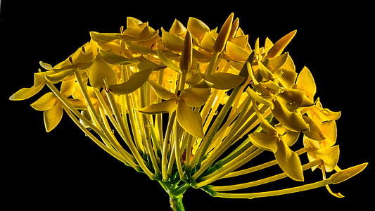 shallow focus photography of yellow flowers thumbnail
