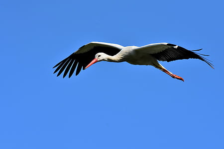 bird flying on sky thumbnail