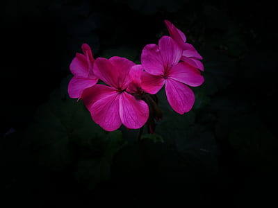 pink petaled flowers thumbnail