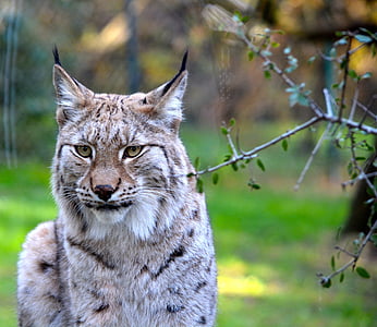 photo of lynx cat during daytime thumbnail