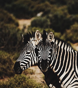 two zebras thumbnail