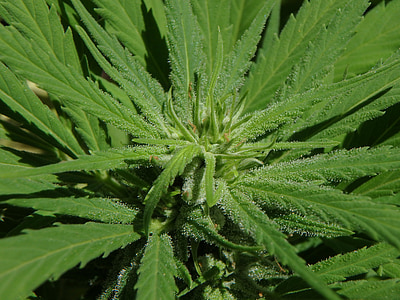 close-up photography of green cannabis leaf thumbnail