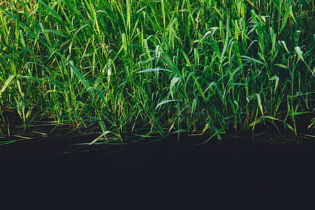 green grass thumbnail