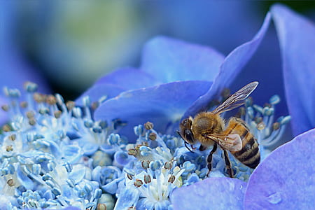 close up photo of honey bee perched on blue flower thumbnail