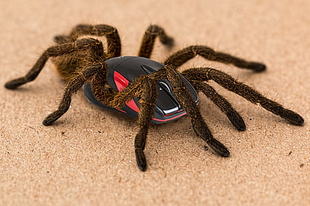 black and red mouse with tarantula legs on brown surface thumbnail