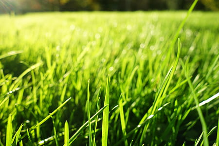 green grass thumbnail