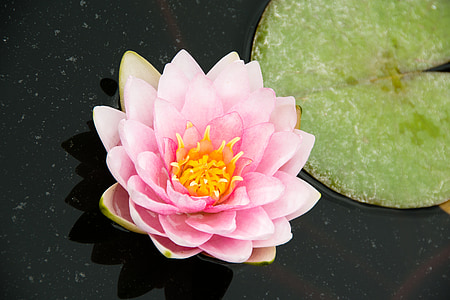 pink lotus flower thumbnail