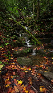 running water in the middle of trees thumbnail