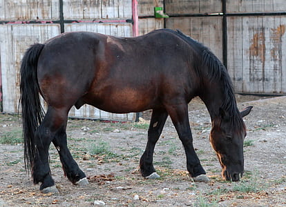 black horse eating grass thumbnail