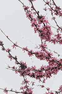 cherry blossoms during daytime thumbnail
