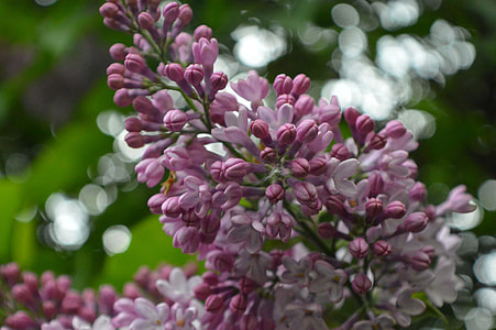 Lilac, Spring thumbnail