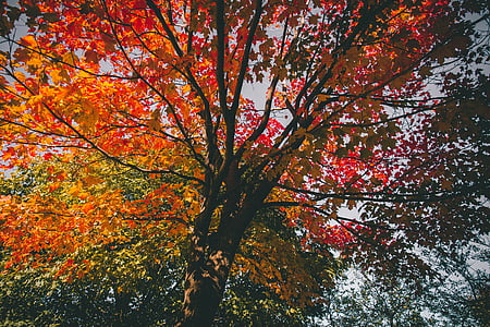 brown maple leaf at daytime thumbnail