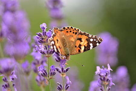 macro photography of painted lady butterfly on flower thumbnail