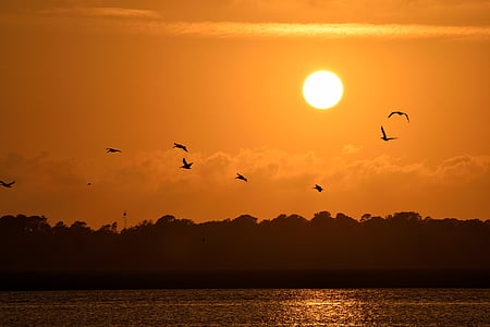 flying birds silhouette during golden hour thumbnail