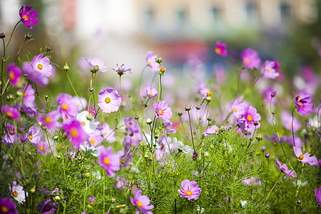 shallow focus photography of white and purple flowers thumbnail