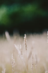 depth photography of white leaf plants thumbnail