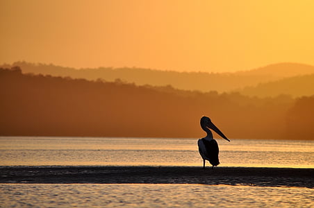 selective focus photography of pelican thumbnail