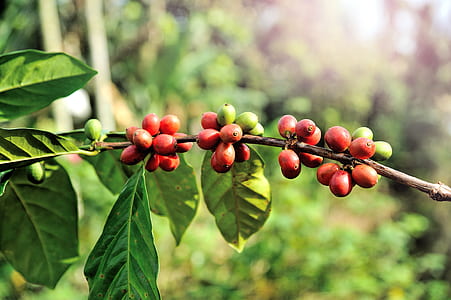 red and green round fruits on selective focus photo thumbnail