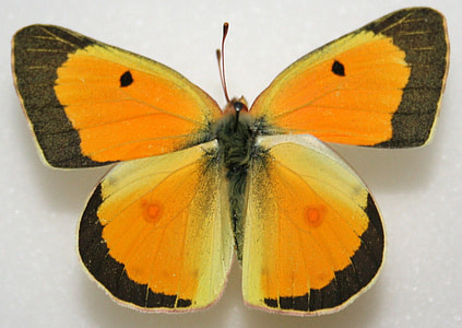 Male Orange Sulphur, Colias eurytheme thumbnail