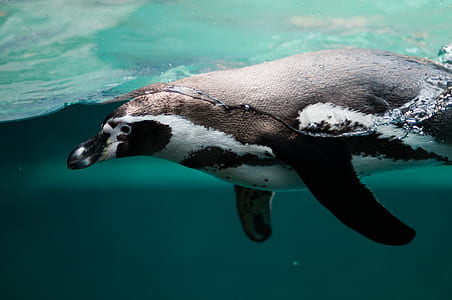 penguin swimming on body of water thumbnail