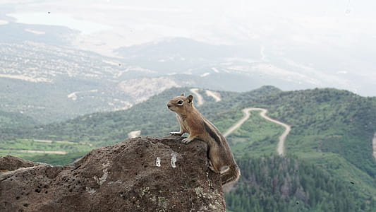 squirrel on rock during daytime thumbnail
