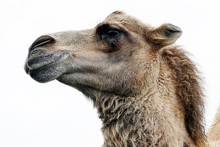 brown Camel during daytime thumbnail