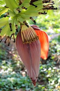 Banana tree flower producing a bunch of bananas thumbnail