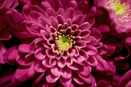 flower, pink, macro, purple flowers thumbnail