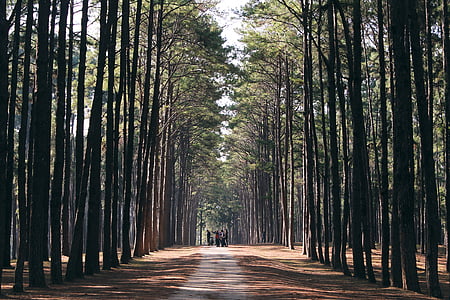grey road surrounded by green leafed tree thumbnail
