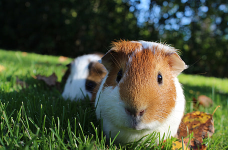 two white-and-brown guinea pigs on grass field thumbnail