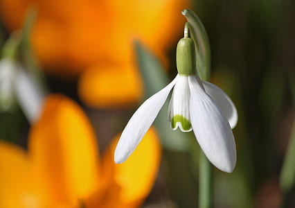 closeup photography of white snowflake flower thumbnail
