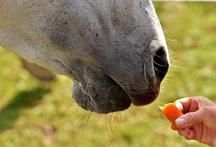 person holding orange food thumbnail
