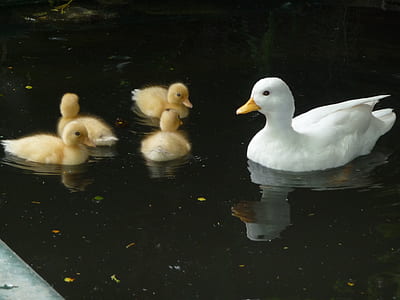 white duck and yellow ducklings thumbnail