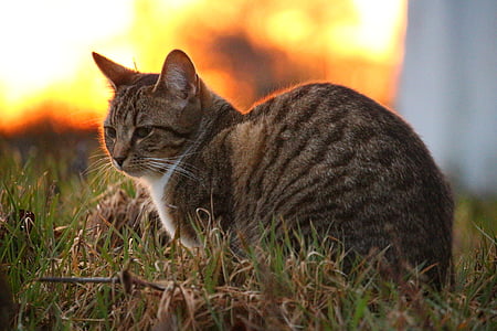 shallow focus photography of brown tabby cat during daytime thumbnail