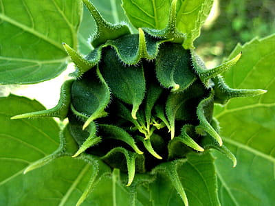 Sunflower bud starting to form thumbnail