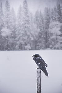 crow near snow-covered pine trees during daytime thumbnail
