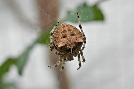 Cat face spider - Araneus gemmoides is an orb spider that efficiently spins a web to catch its food thumbnail